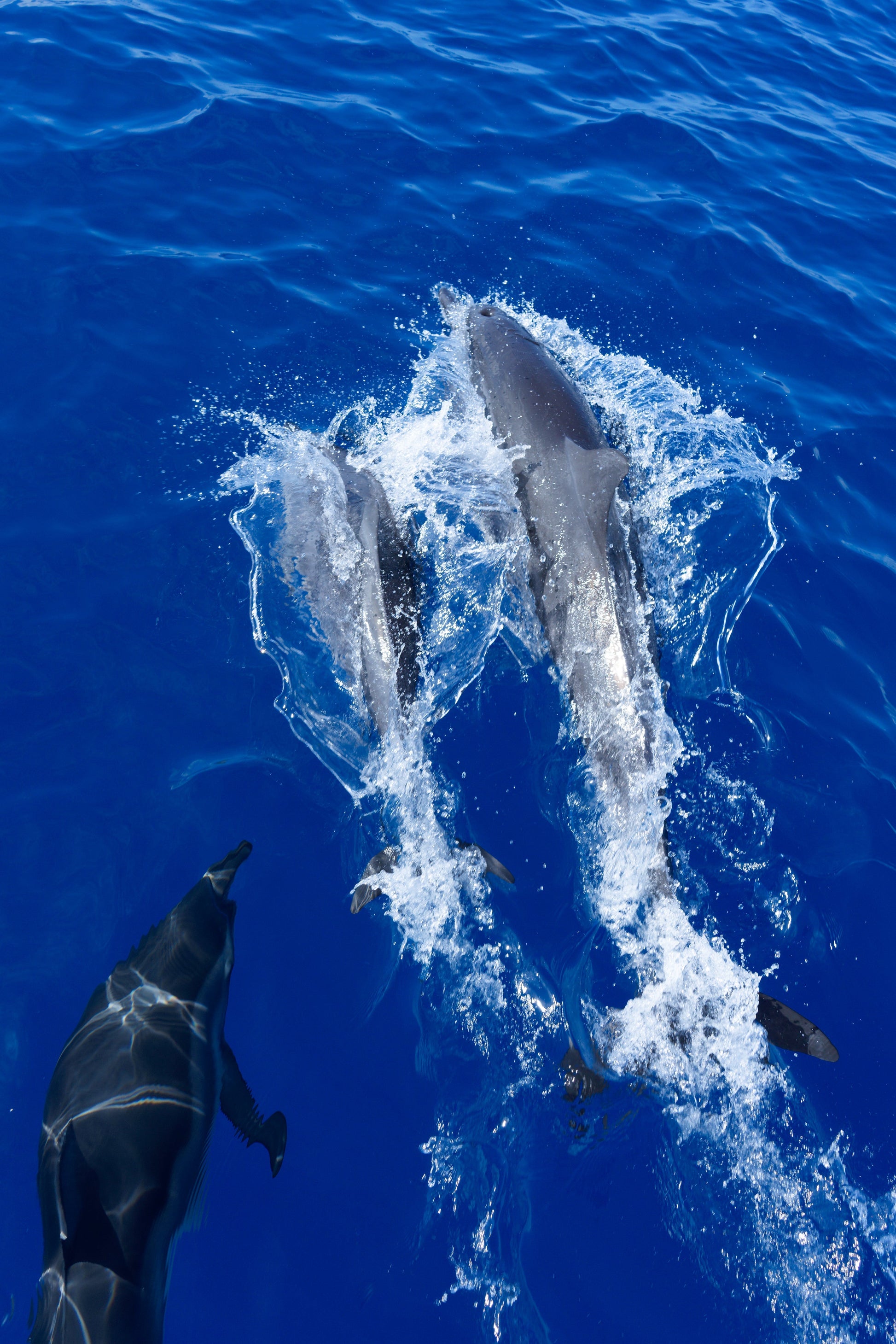 3 Nights - Maldivian Paradise: A Serene Escape at Canareef Resort -  Sunset Beach Villa