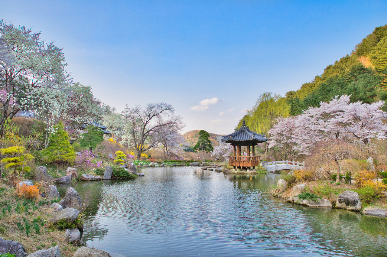 Image of Best of Gapyeong Day Tour: Nami Island, Ginseng Museum & Garden of Morning Calm (Muslim-Friendly)