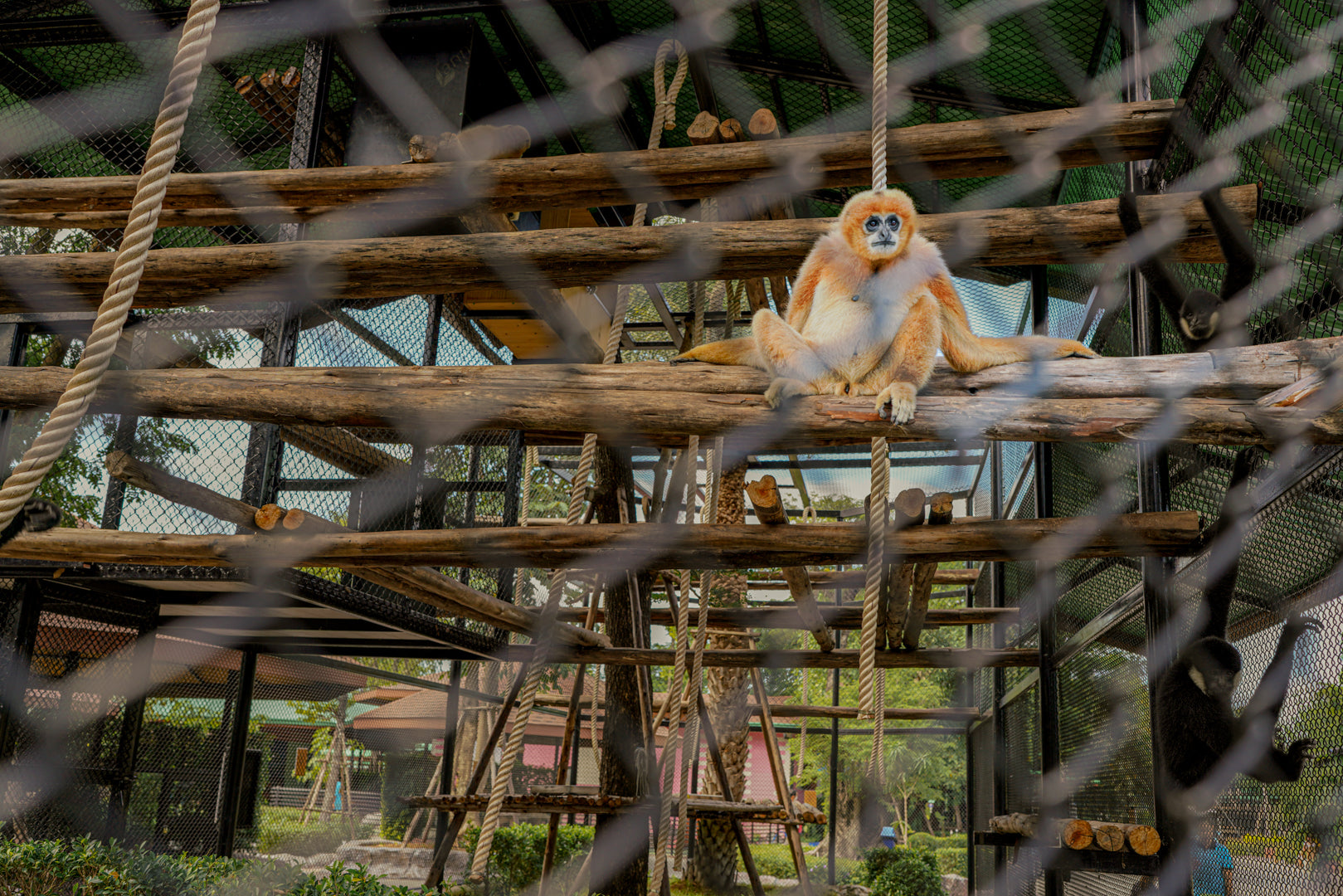 Wildlife & Wonders: Ayutthaya Lion Park, Thai Costume & Ancient Temples Adventure