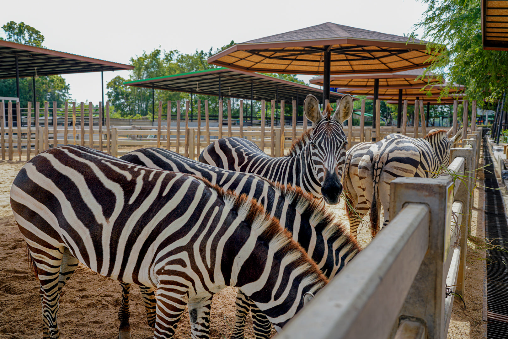 Image of Wildlife & Wonders: Ayutthaya Lion Park, Thai Costume & Ancient Temples Adventure