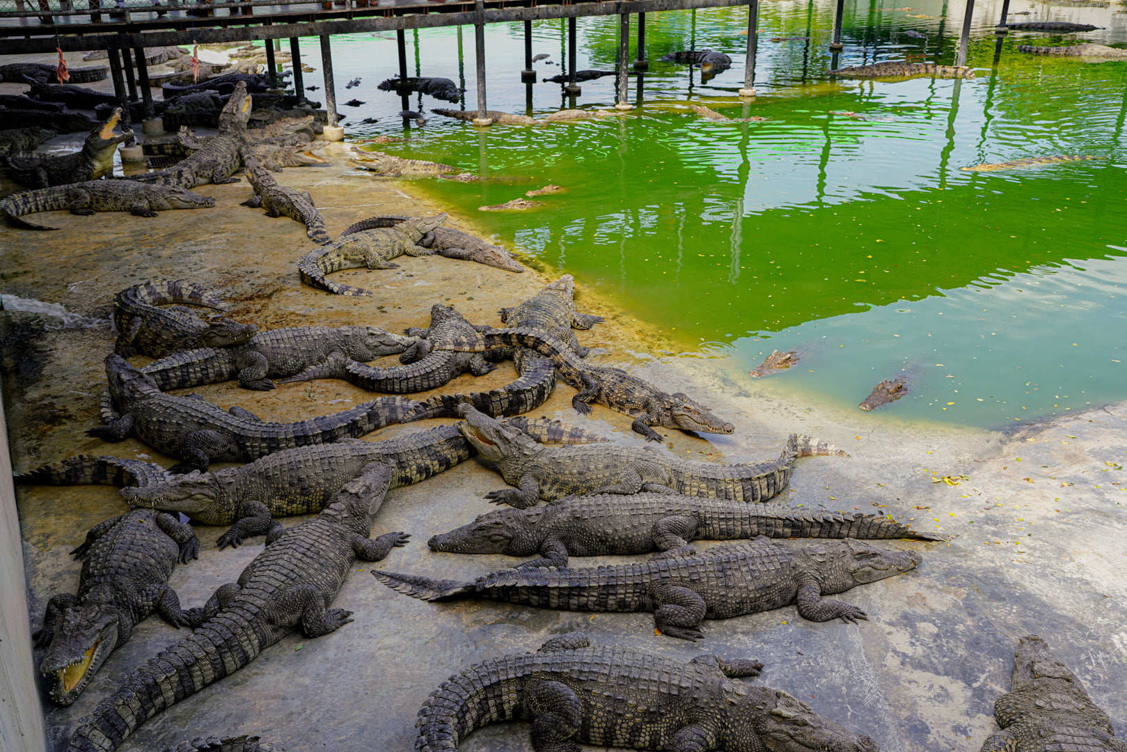 Wildlife & Wonders: Ayutthaya Lion Park, Thai Costume & Ancient Temples Adventure