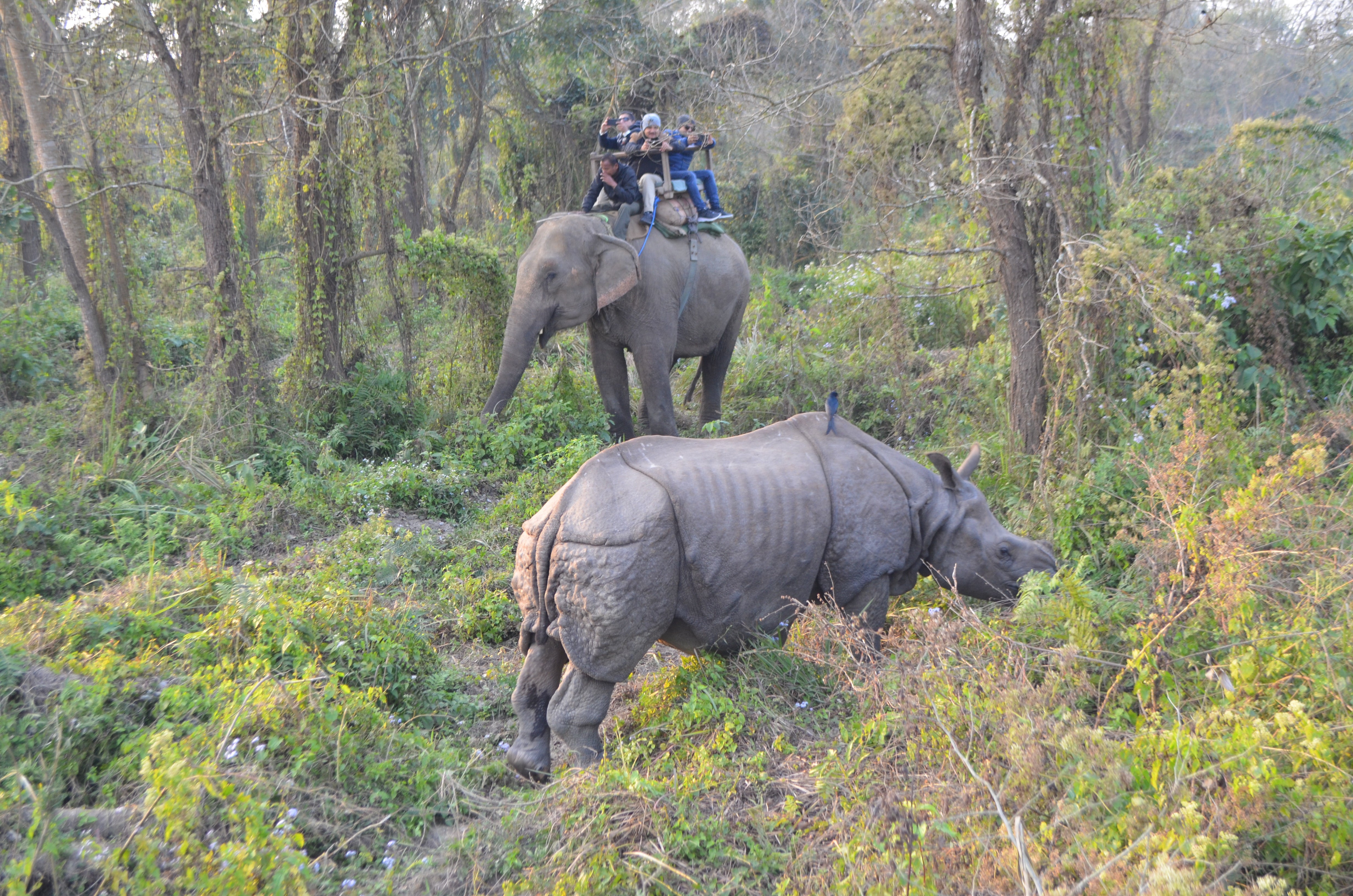 Image of Chitwan National Park