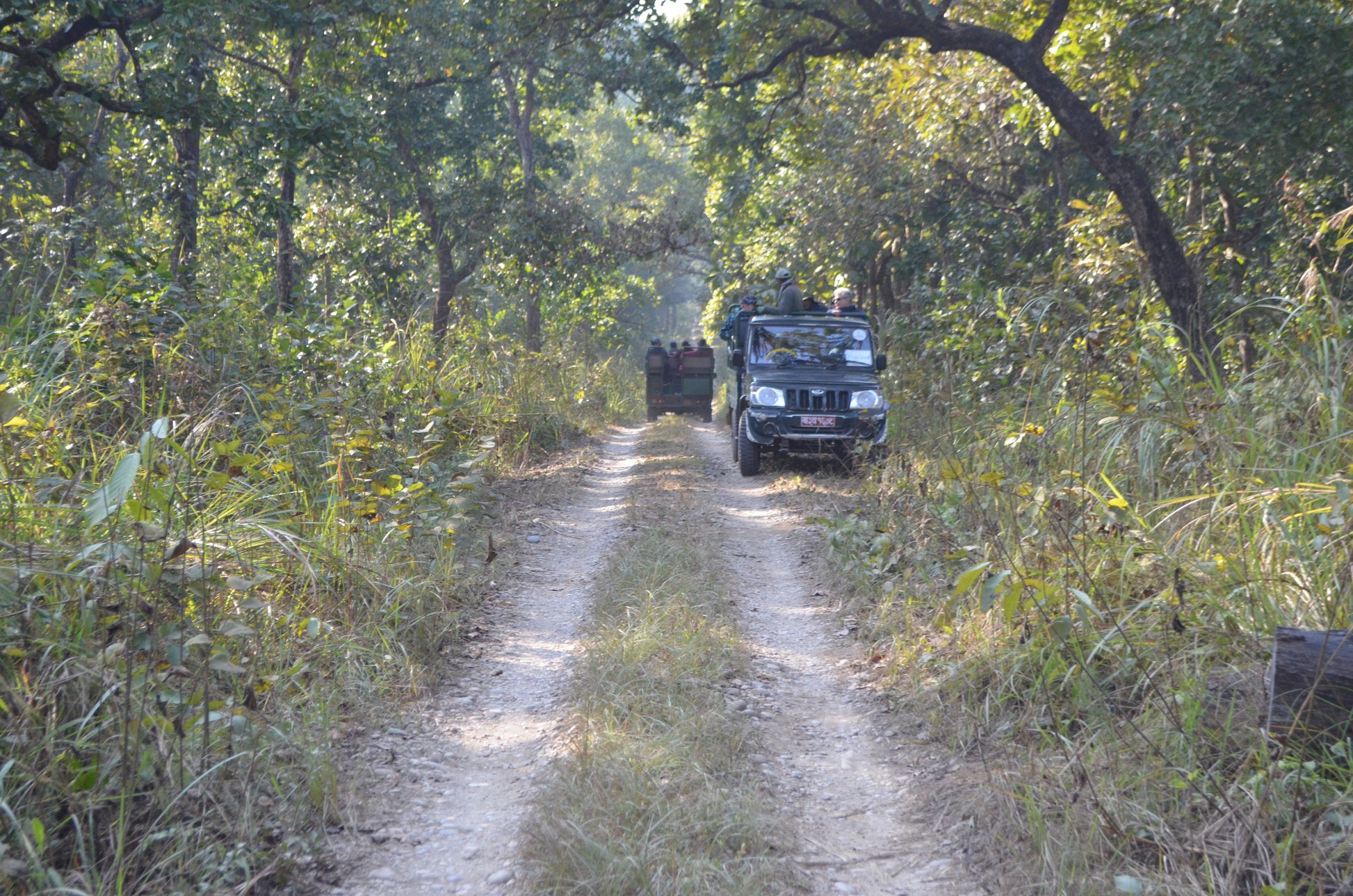 Jeep Safari, Chitwan National Park