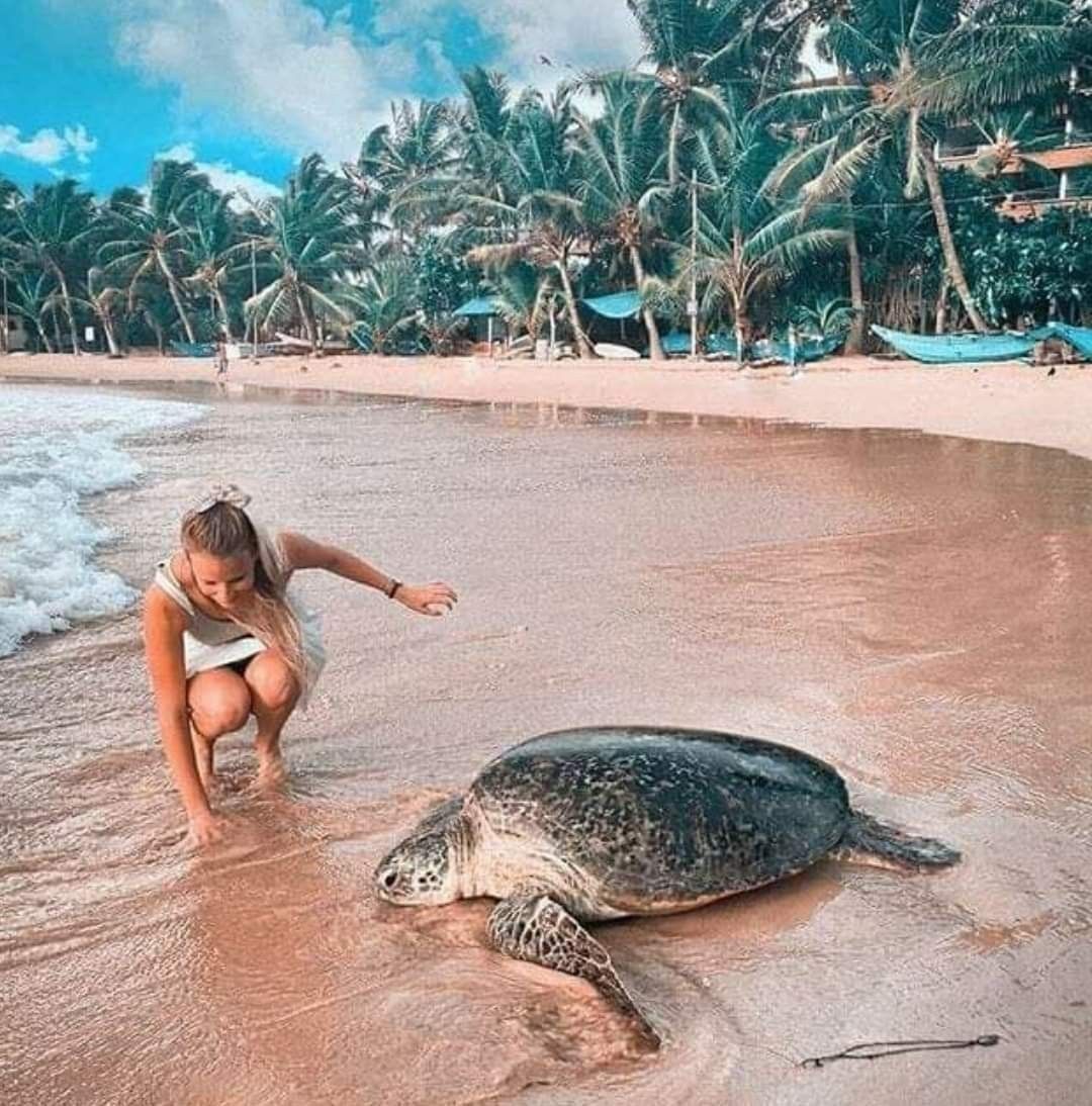 Pearl of the Indian Ocean: 10-Day Sri Lanka Heritage & Nature Journey