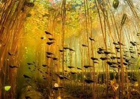 Image of The Mystical Waters of Kaindy: A Journey through the Tien Shan