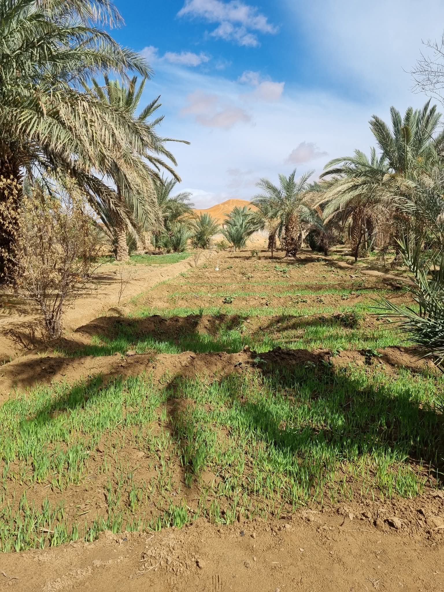 The Ultimate Morocco Grand Journey: 27 Days from Tangier to Casablanca