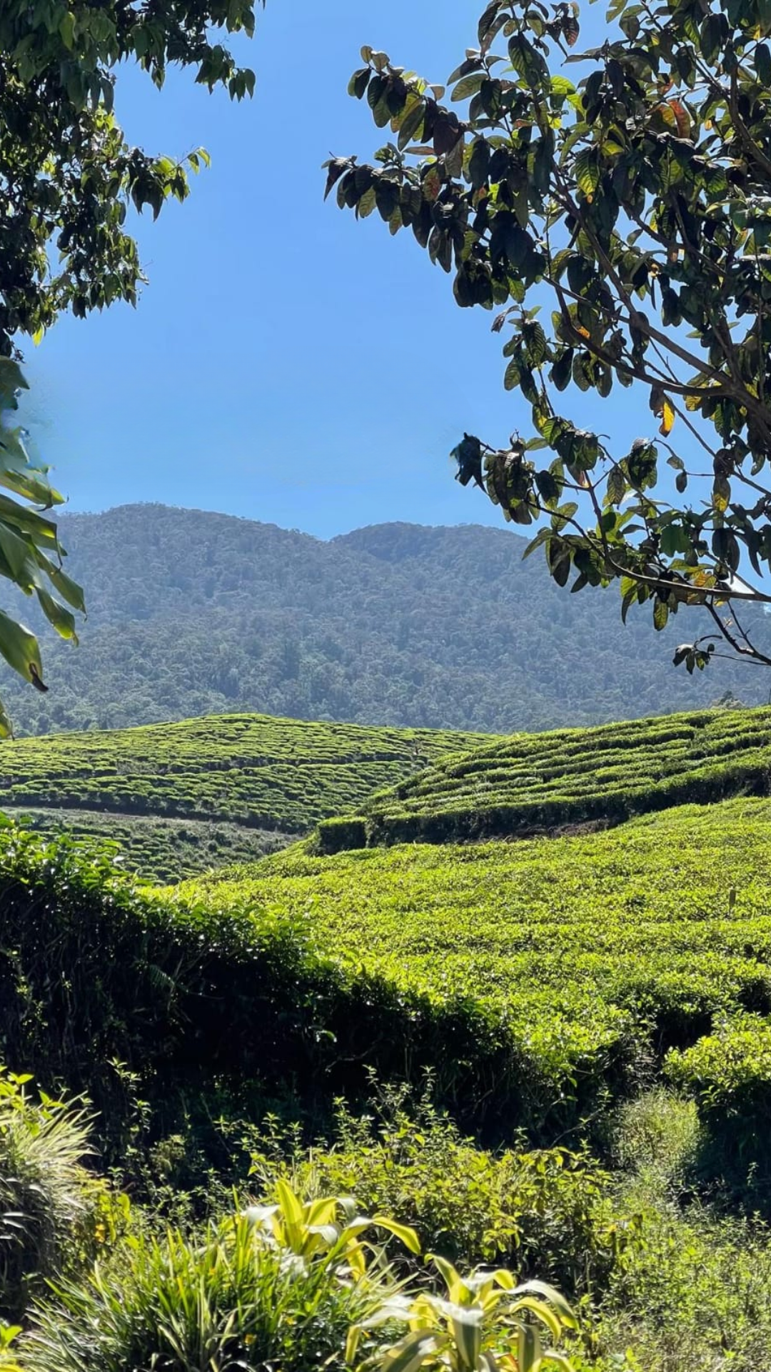 Image of Rancak Bana Tour: Exploring the Waterfalls and Canyons of West Sumatra