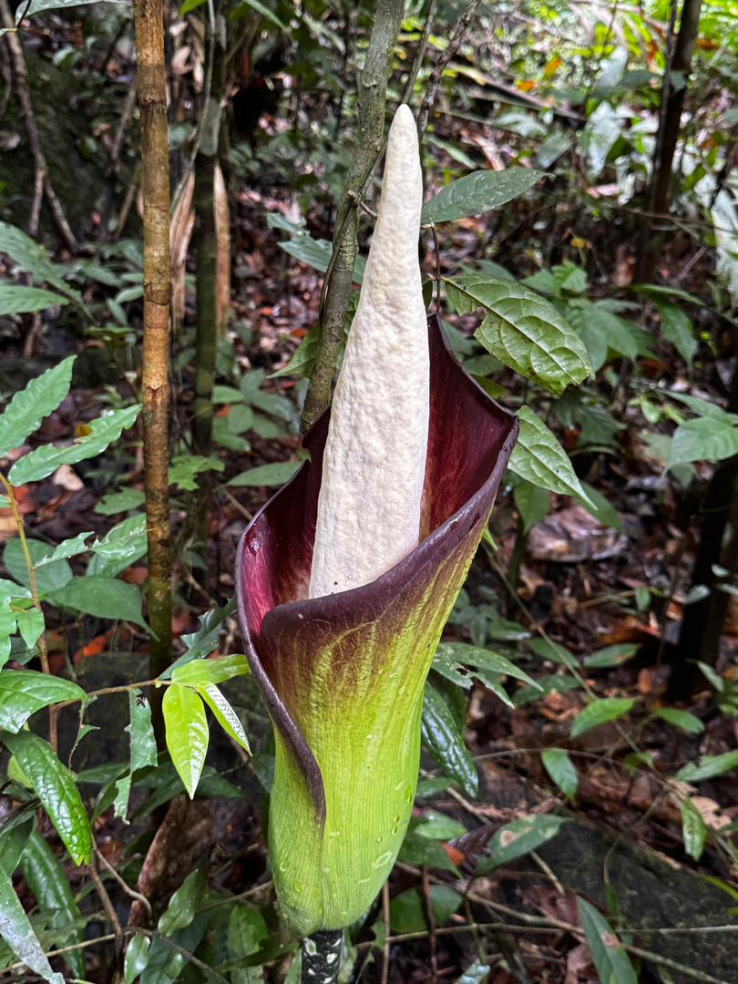 Image of GUNUNG GADING RAFFLESIA