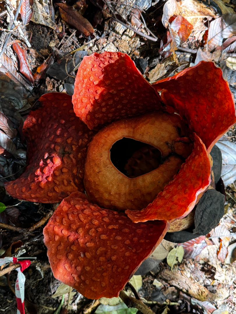Image of GUNUNG GADING RAFFLESIA