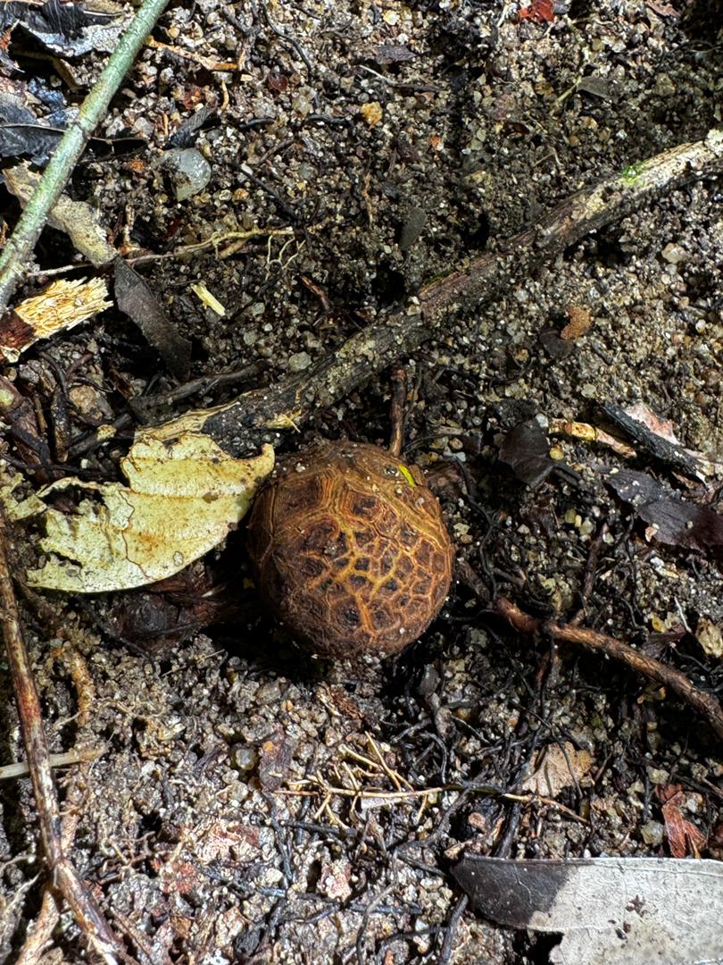 Image of GUNUNG GADING RAFFLESIA