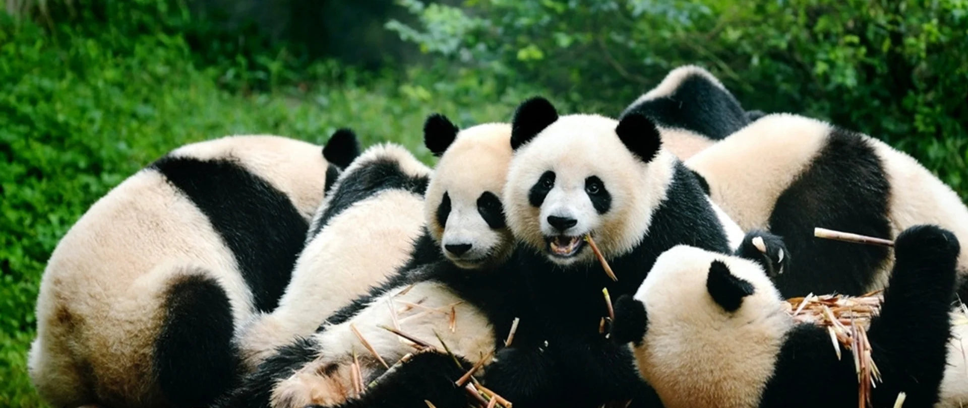 Image of Fairy-Tale Sichuan: 5-Day Jiuzhaigou, Huanglong & Giant Panda Tour