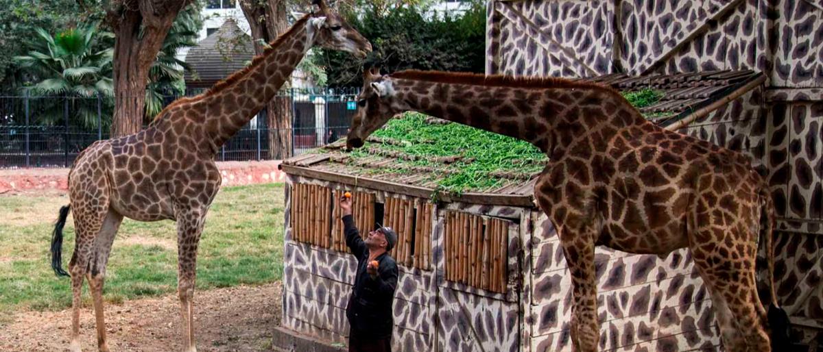 Half Day Giza Zoo Trip from Cairo — Wildlife, History & Photo Stops