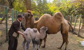 Image of Half Day Giza Zoo Trip from Cairo — Wildlife, History & Photo Stops