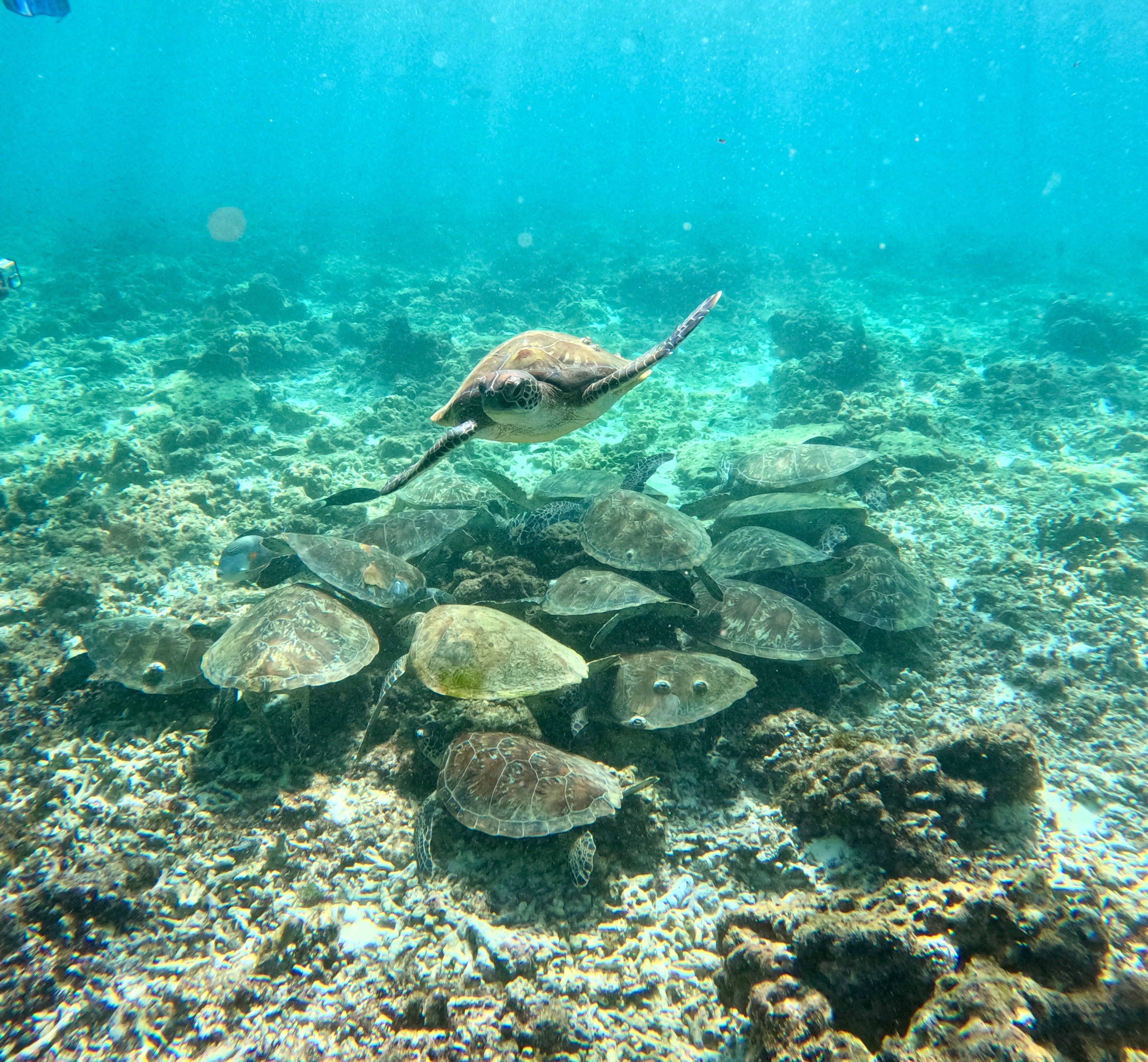 Image of Premium 2-Tank Scuba Diving in Daymaniyat Islands: Discover Oman’s Marine Life