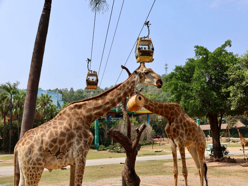 Image of 7-Day Greater Bay Area & Chimelong Theme Park Tour
