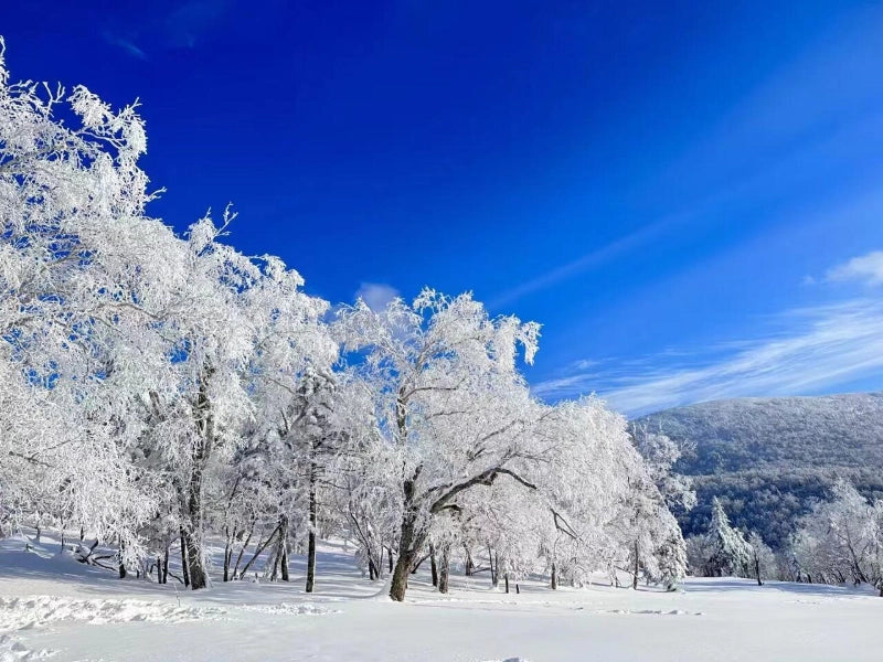 Image of Harbin & Snow Town 5 Days Winter Wonderland Tour