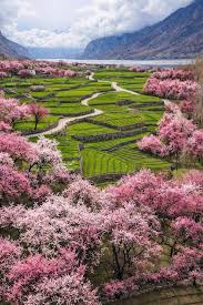 Lahore to Hunza & Skardu Apricot Blossom Tour — Spring Valley Flowers 9-Day