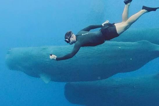 Image of Swim with Dolphins & Island Escape – Crystal Rock & Île aux Bénitiers Tour