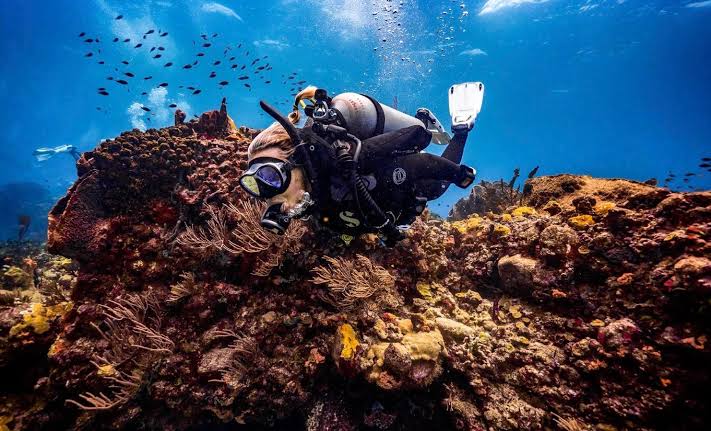 Image of Swim with Dolphins & Island Escape – Crystal Rock & Île aux Bénitiers Tour