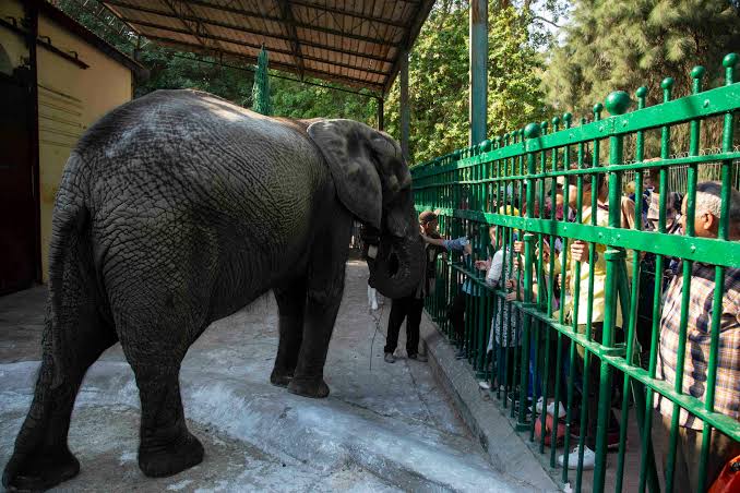 Image of Half Day Giza Zoo Trip from Cairo — Wildlife, History & Photo Stops