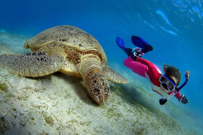 Image of Daymaniyat Islands Afternoon Snorkeling | Half-Day Muscat Tour