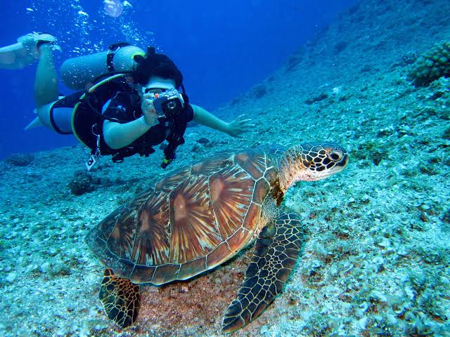 Image of Daymaniyat Islands Morning Boat Tour | Snorkeling & Dolphins