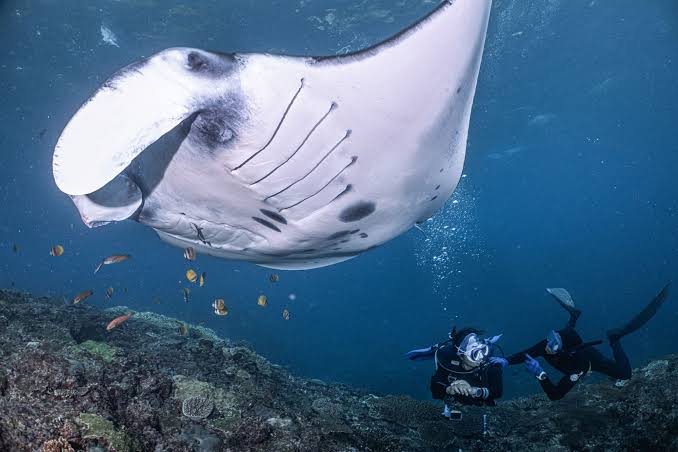Image of Ultimate Komodo Diving Experience: Manta Point, Castle Rock & Hidden Reefs