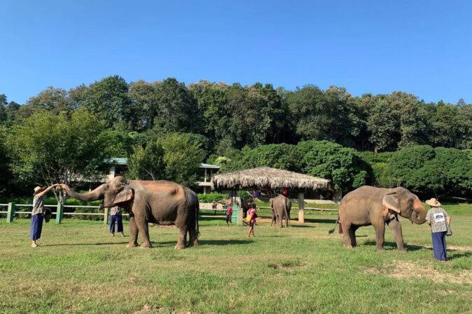 Image of Into the Wild: Ethical Elephant Care & Erawan National Park Adventure