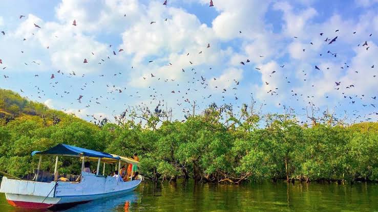 Image of Day Tour Luxury Komodo Sunset Cruise – Phinisi Sailing & Kalong Island Bat Spectacle