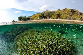 Image of Ultimate Komodo Diving Experience: Manta Point, Castle Rock & Hidden Reefs