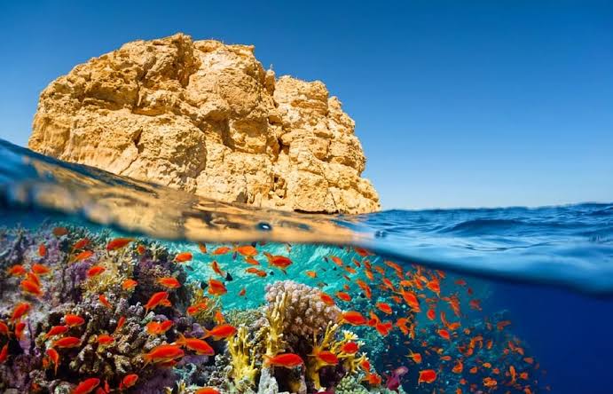 Image of Ras Mohamed & Tiran Snorkeling Cruise – Red Sea Coral Reefs