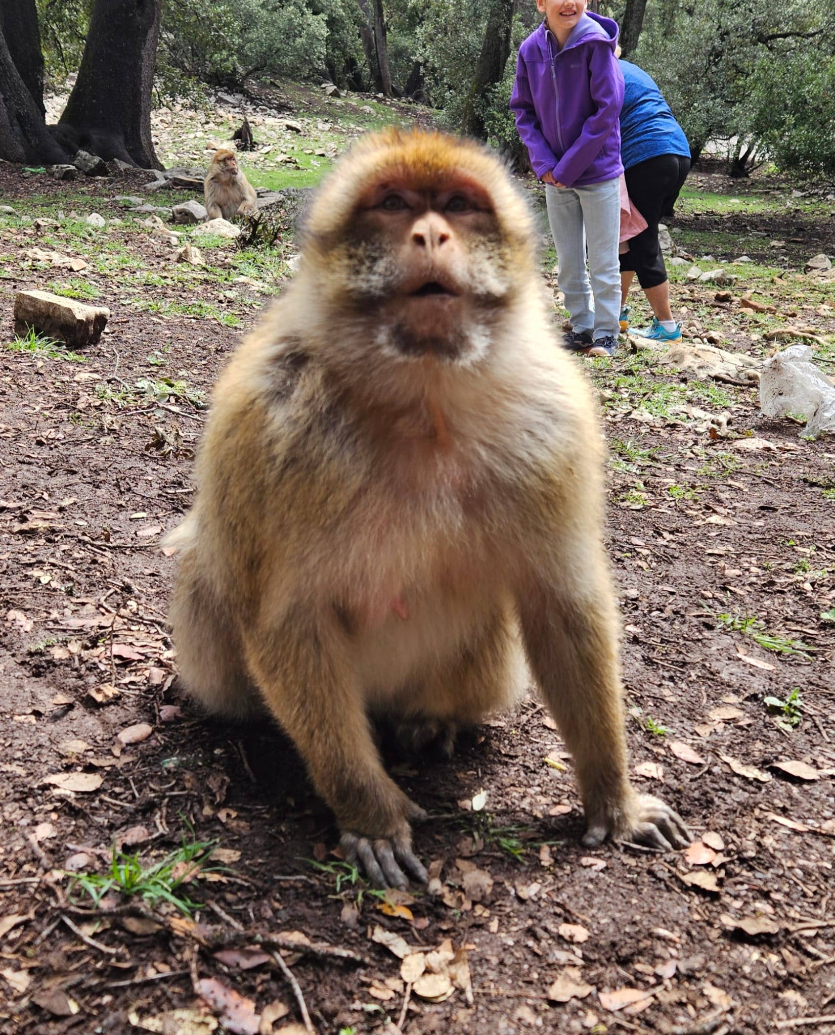Middle Atlas Escape: Ifrane, Cedar Forest & Barbary Monkeys Day Tour