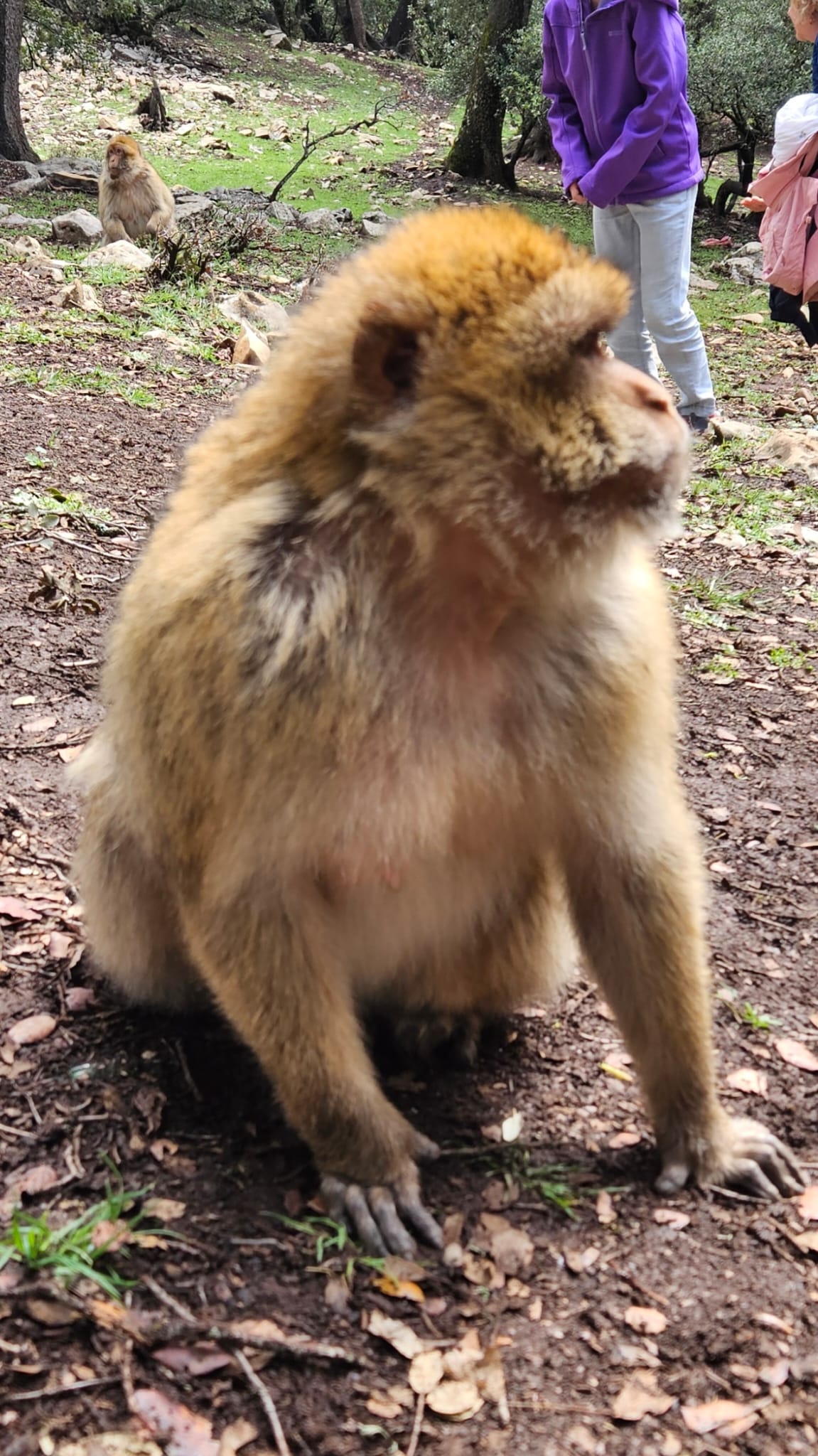 Middle Atlas Escape: Ifrane, Cedar Forest & Barbary Monkeys Day Tour