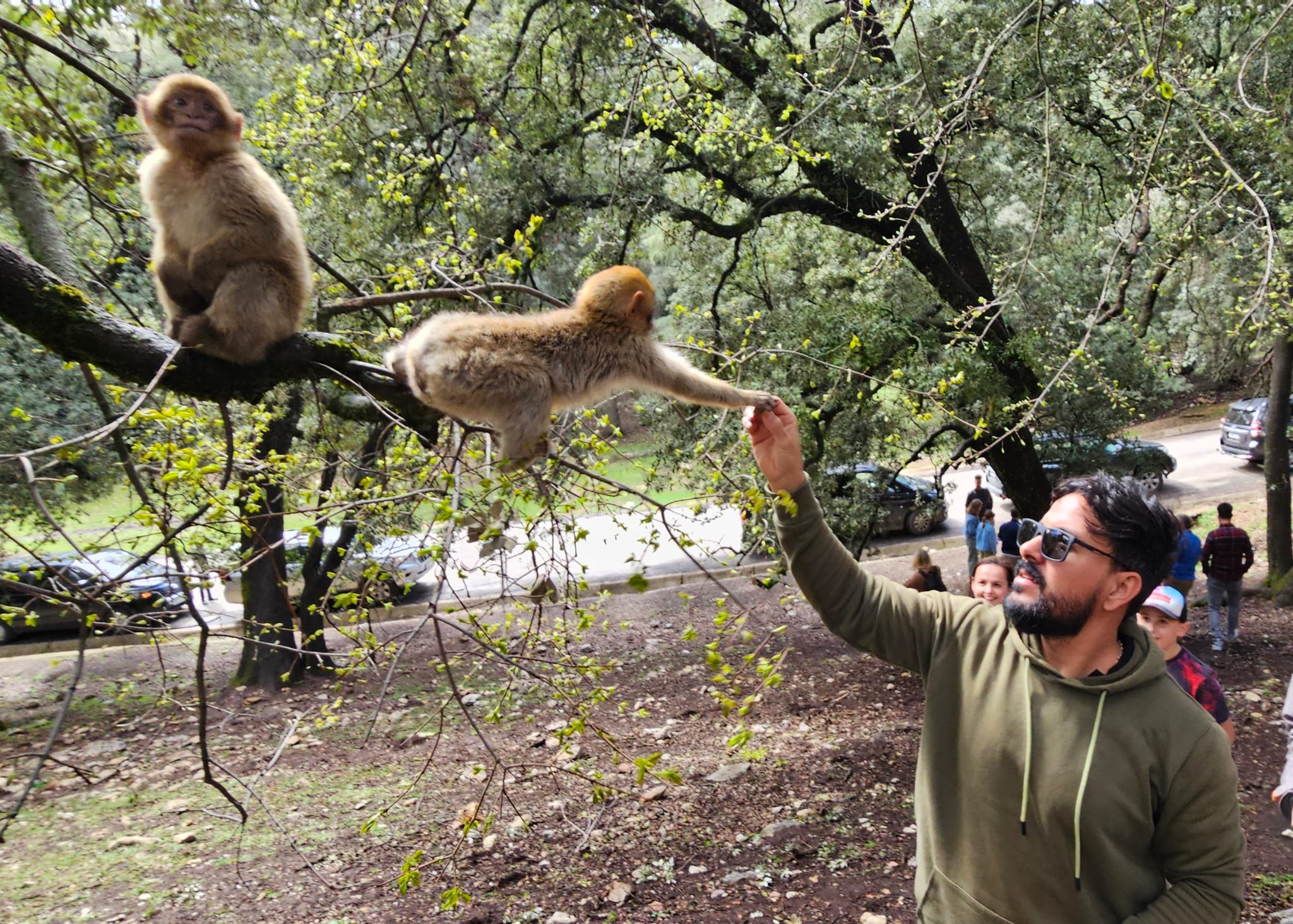 Image of Middle Atlas Escape: Ifrane, Cedar Forest & Barbary Monkeys Day Tour