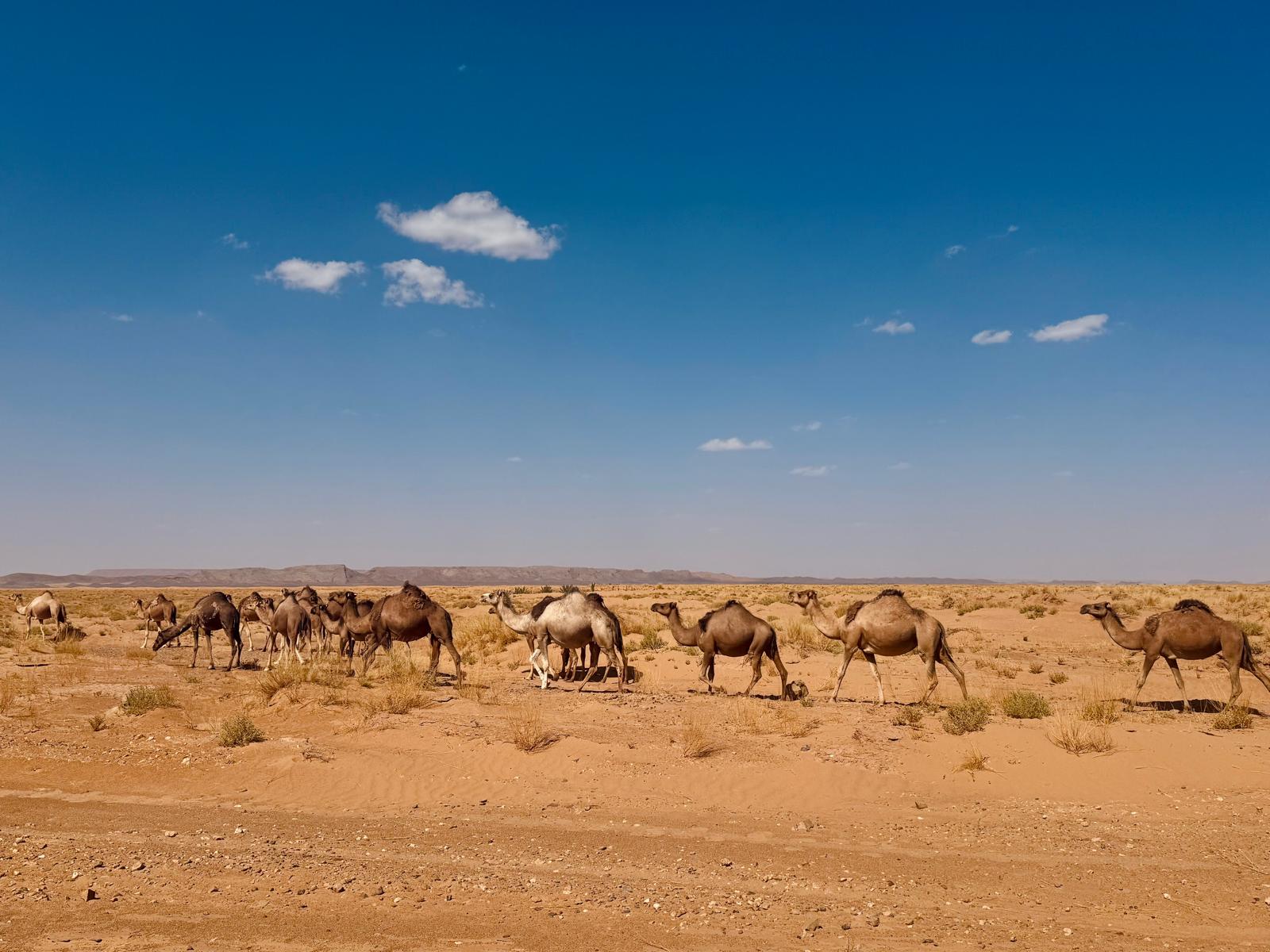 3-Day Sahara Discovery: Marrakech to Fes via Merzouga