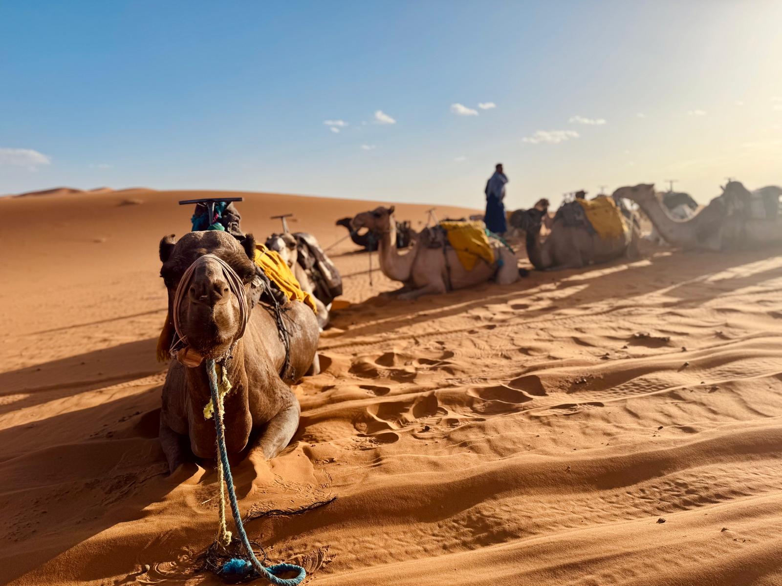 Golden Dunes Discovery: Merzouga Desert Experience from Erfoud