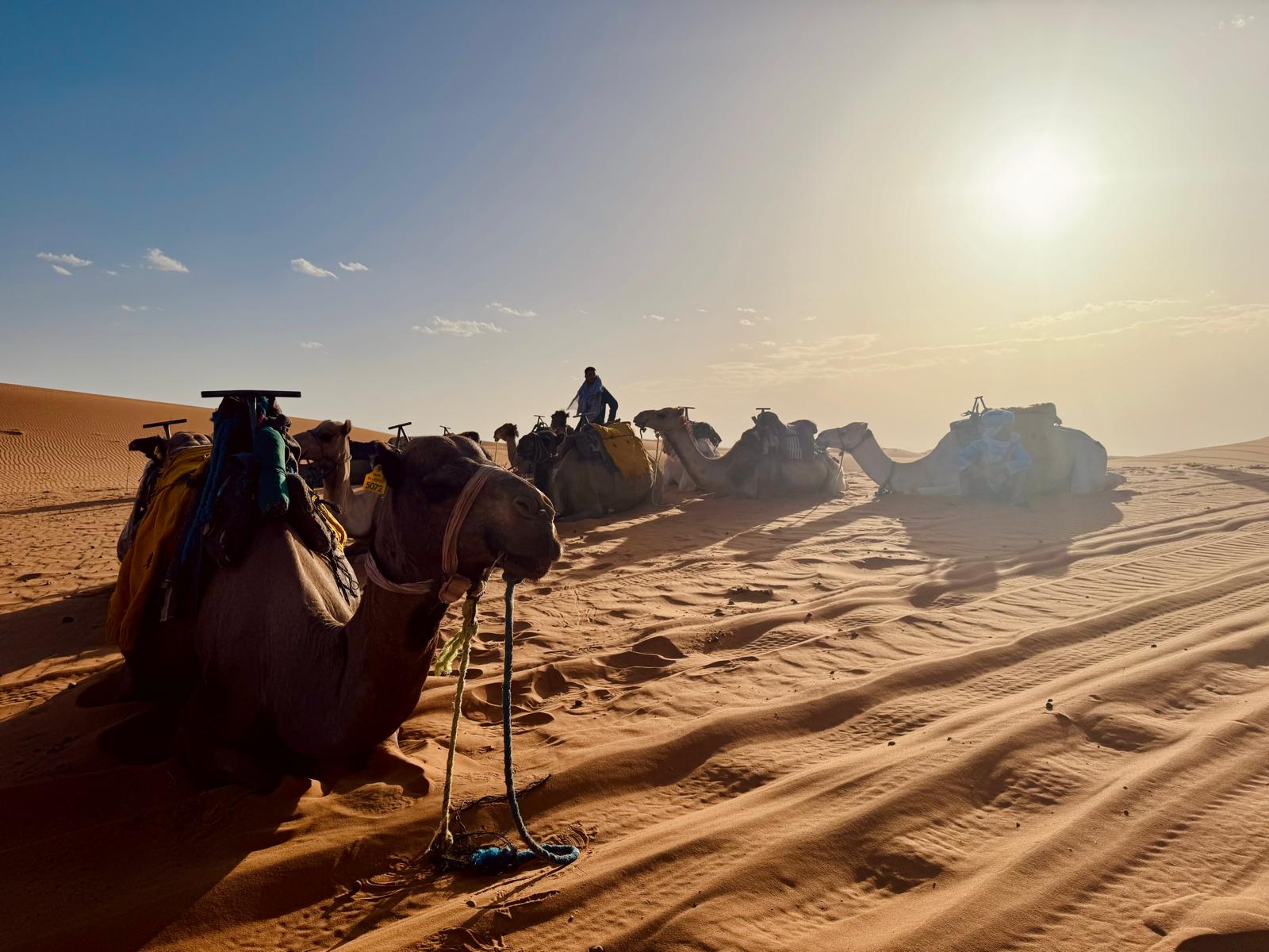 Image of Morocco Grand Odyssey: Imperial Cities, Blue Towns & Sahara Nights