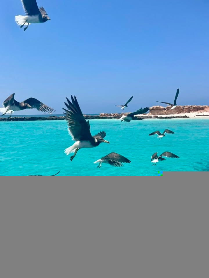 Daymaniyat Islands Boat Trip: Snorkeling, Dolphins & Whale Shark Spotting [Morning]