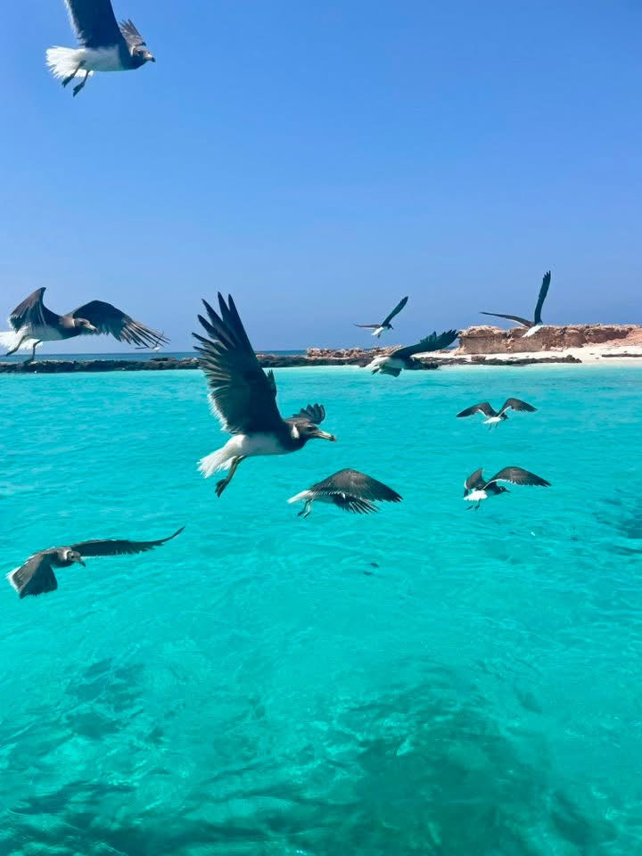 Image of Oman Underwater Safari: Scuba Diving & Whale Shark Spotting at Daymaniyat Islands