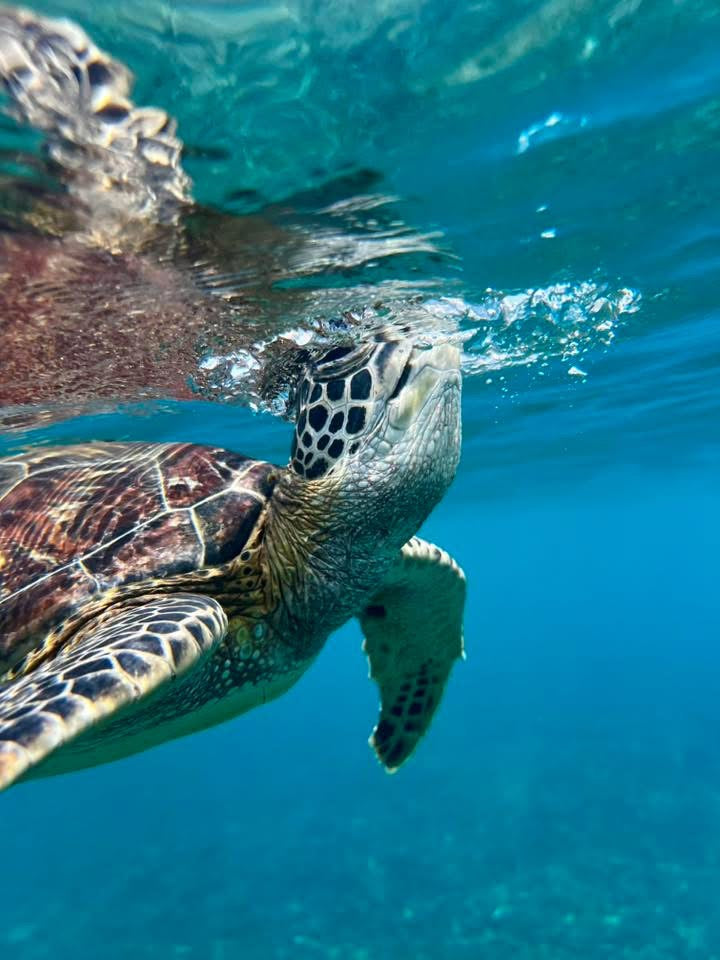 Half-Day Afternoon Snorkeling Trip in Daymaniyat Islands – Muscat’s Best Boat Tour