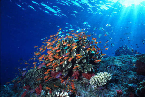 6D Manado & Tomohon Highlights: Tarsiers, Volcanoes & Bunaken