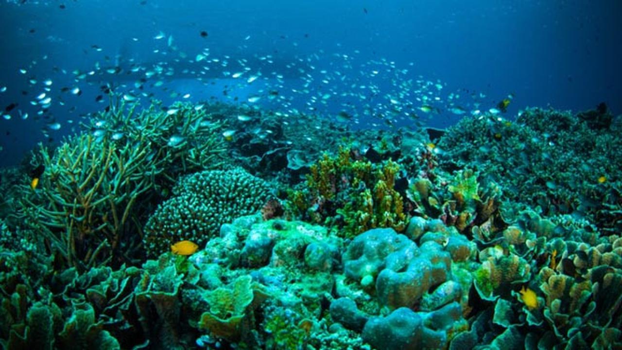 Image of 6D Manado & Tomohon Highlights: Tarsiers, Volcanoes & Bunaken