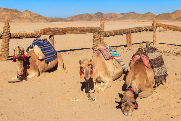 Sharm Ras Mohamed Full-Day — Marine Safari, Bedouin Panorama & Sunset