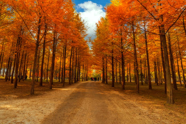 Image of Nami Island Retreat: Guided Gapyeong Countryside Experience (10‑Hour)