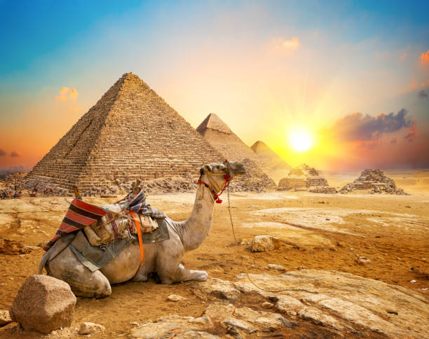 Sunset Camel Safari & Bedouin Dinner — Sharm El Sheikh Desert Tour