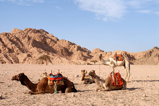 Sunset Camel Safari & Bedouin Dinner — Sharm El Sheikh Desert Tour