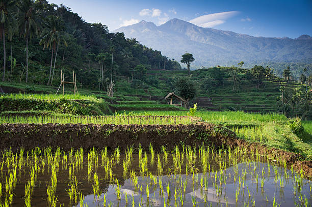 Image of Pink Sands & Rinjani Falls: 3D2N Lombok Coastal Adventure