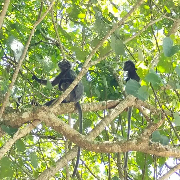 Image of BAKO WILDLIFE DAY TOUR