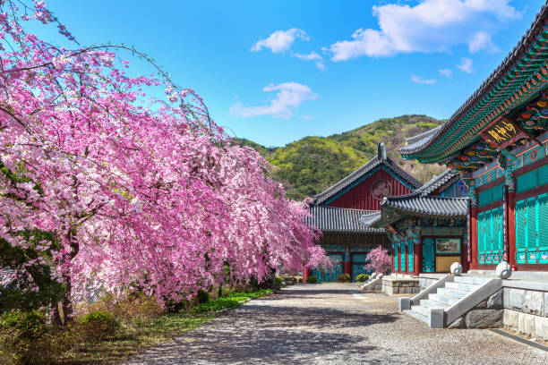 Hidden Gems of Gyeongju, Jinhae & Geoje — 8 Hour Highlights with Guide