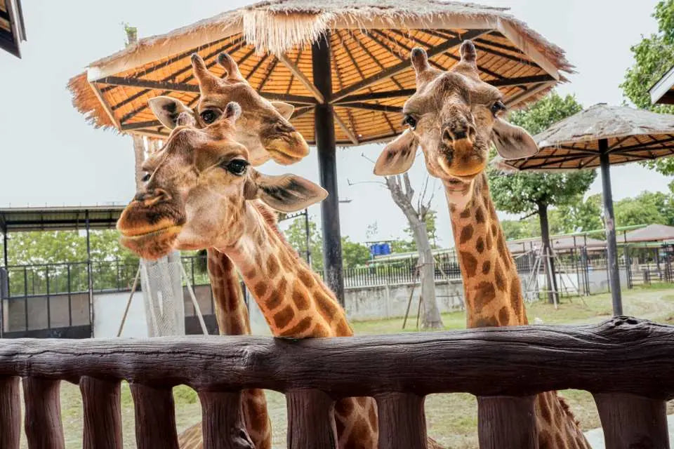 Image of Wildlife & Wonders: Ayutthaya Lion Park, Thai Costume & Ancient Temples Adventure